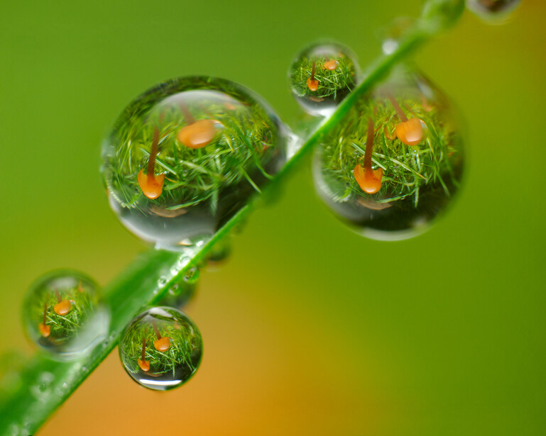 Water droplets on a stem containing miniature ecosystems with green plants and orange flowers against a blurred green and yellow background.