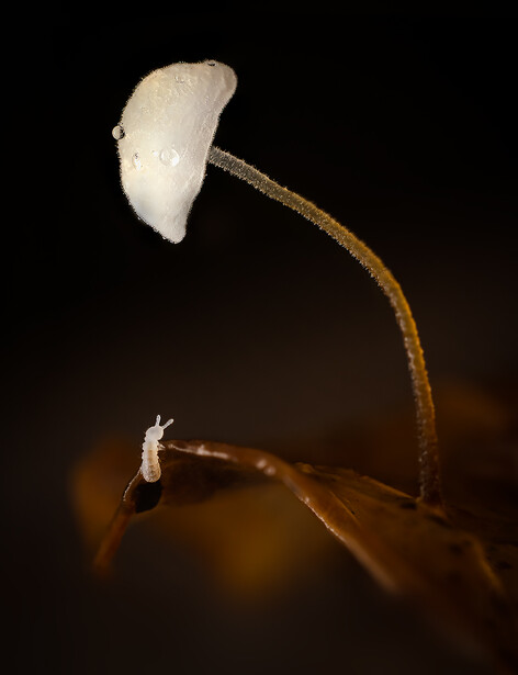 Two delicate mushrooms with translucent white caps and thin, curved brown stems against a dark background.