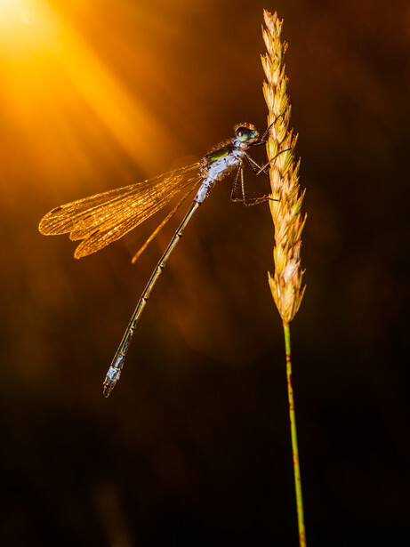 Dragonfly with transparent wings perched on a golden grain stalk against warm backlighting.