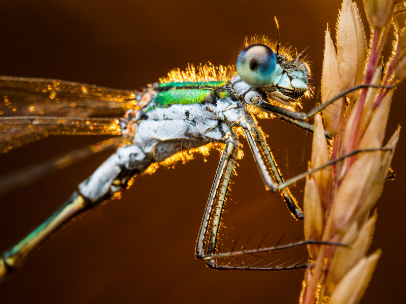 Macro photograph of a blue dragonfly perched on dried plant stem against dark background.