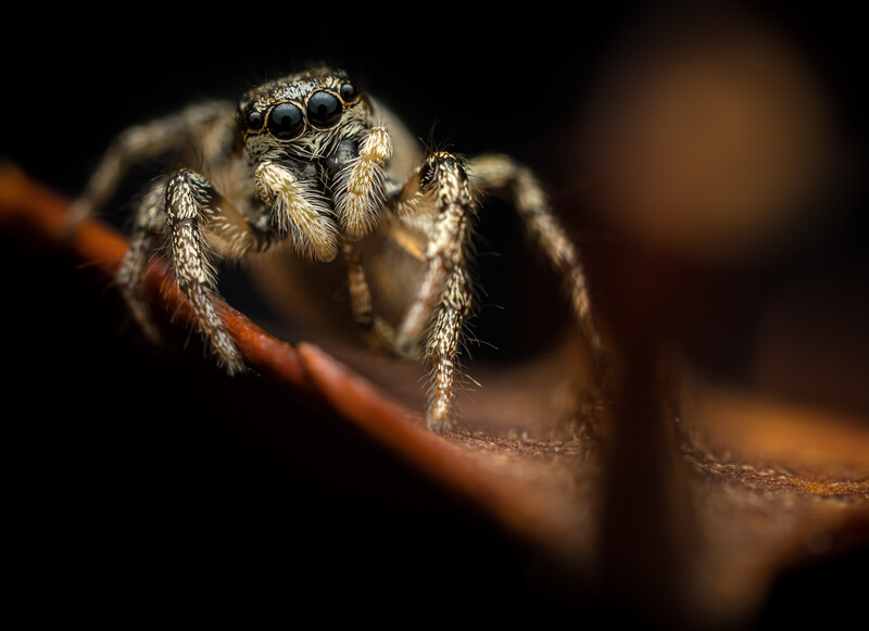 Jumping spider perched on a branch with dark background.