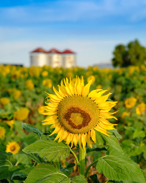 Close-up of a sunflower with a blurred farmhouse and field in the background.