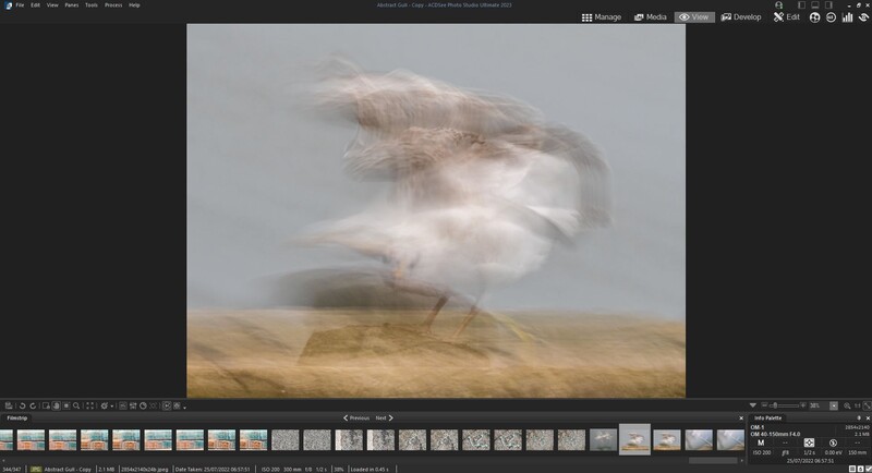 Multiple exposure image of a bird in flight blended with windswept grasses against an overcast sky.