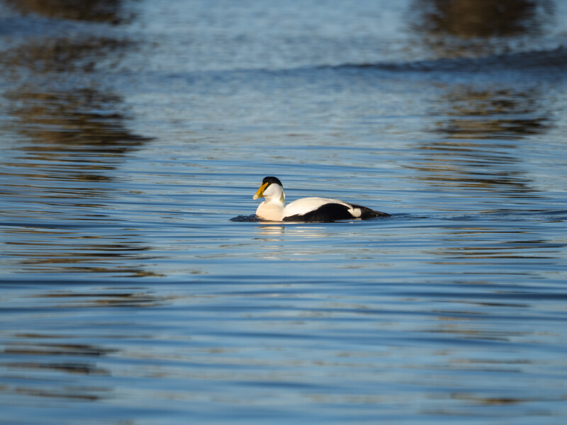 A duck floating on calm blue water with rippling reflections surrounding it.