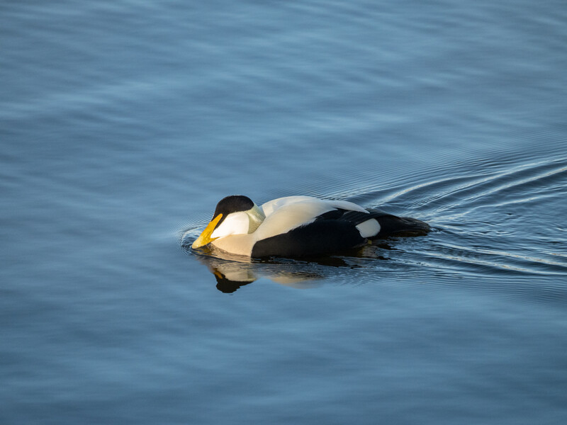 Eider duck swimming in calm blue water, showing distinctive black and white plumage and yellow bill.