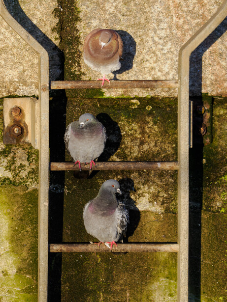 Aerial view of three people with umbrellas walking on a moss-covered concrete pathway with black guide lines.