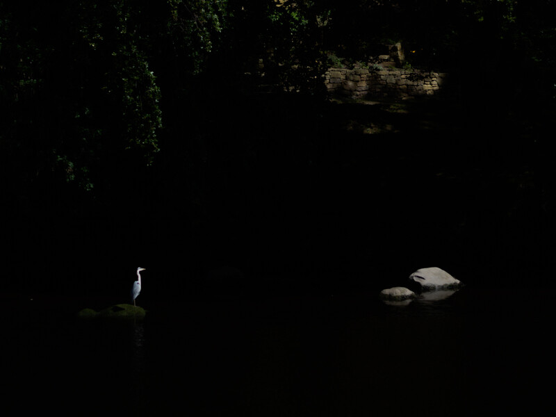 Solitary heron standing on dark water at night with illuminated rocks visible in the distance.