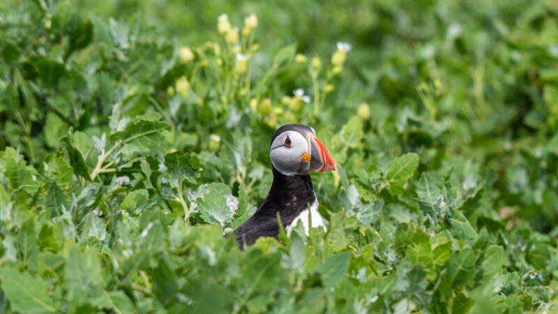 Puffin with colorful beak perched among green vegetation in natural habitat.
