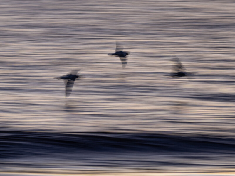 Three birds in flight over water, captured with motion blur effect.