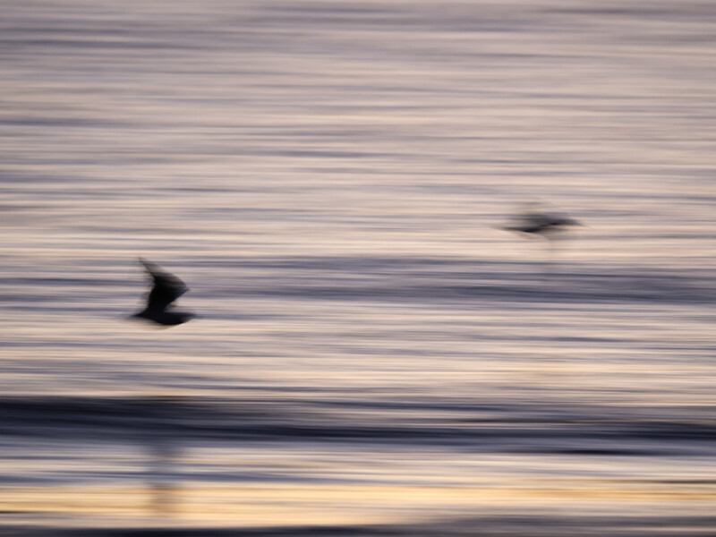 Two birds in flight over horizontally streaked water captured with motion blur.