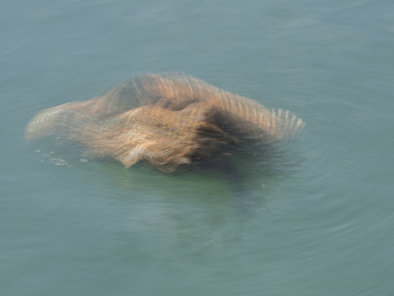 Large marine animal surfacing in shallow turquoise water with textured hide visible.