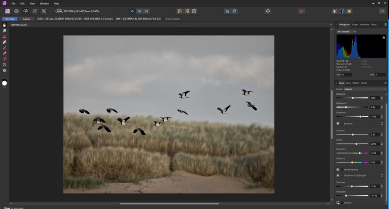 A flock of birds in flight over dunes and beach grass against an overcast sky.