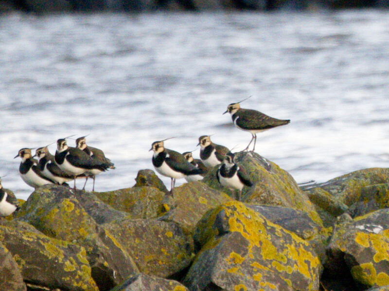 Group of shorebirds perched on lichen-covered rocks with ocean waves in the background.