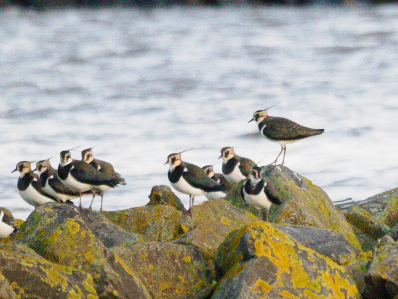 A flock of shorebirds perched on moss-covered rocks near the ocean shoreline.