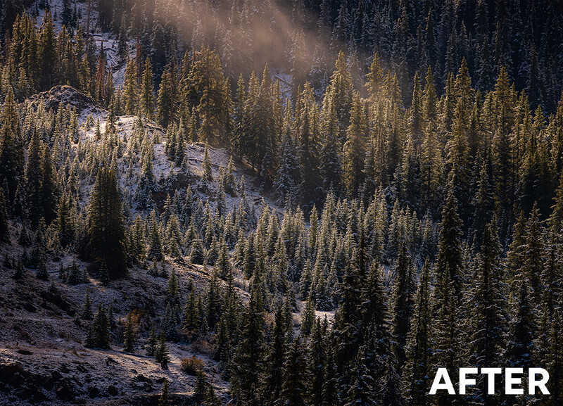 Dense coniferous forest with rocky outcrops and dramatic side lighting creating strong shadows and contrast.