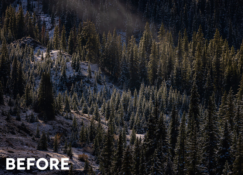 Dense coniferous forest on mountainside with patches of snow and dramatic lighting creating deep shadows.