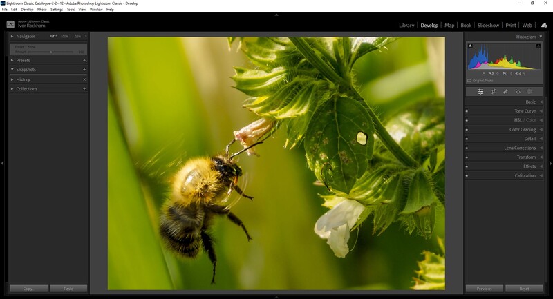 Bee collecting pollen from small white flowers among green foliage with shallow depth of field.