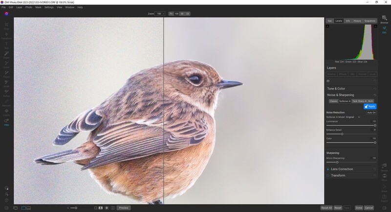 Small songbird with brown plumage and blue-gray wings perched against neutral background.