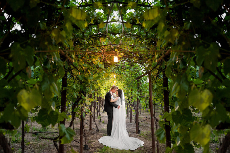 Bride and groom kissing under a wooden trellis lined with grapevines in a vineyard.