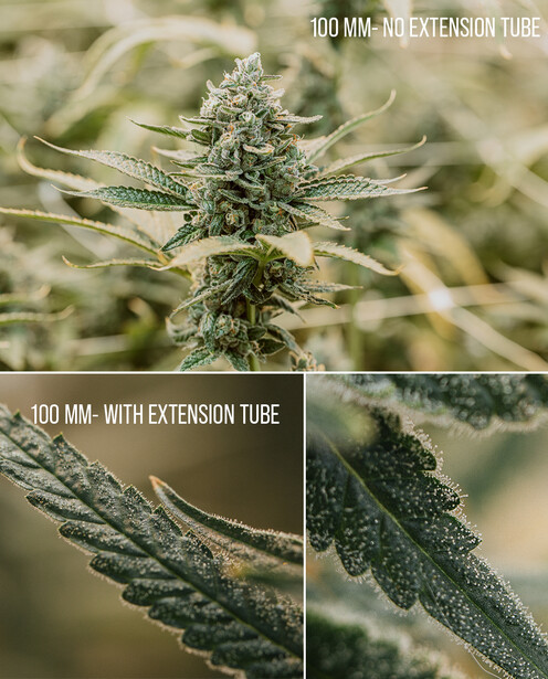 Extension Tubes in Macro Photography by Michelle VanTine Photography