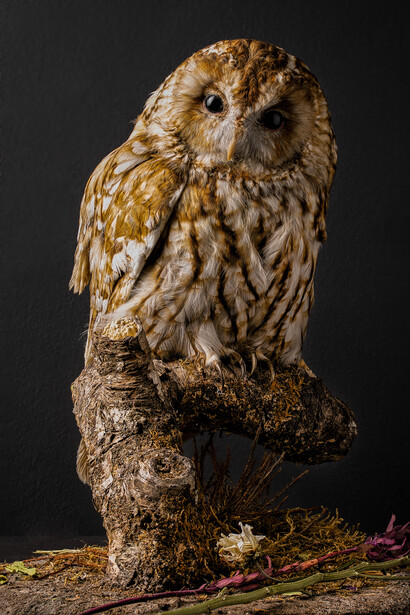 Tawny owl perched on a textured log against a dark background.