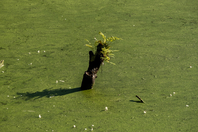 Aerial view of a person in dark clothing lying on bright green algae-covered water.