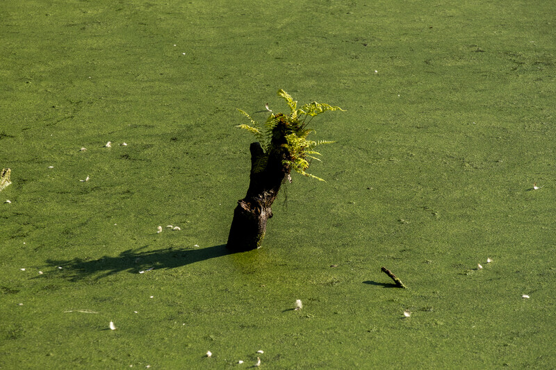 Aerial view of a person lying on bright green algae-covered water with a strong shadow cast beside them.