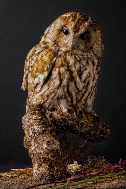 Tawny owl perched on a textured log against a dark background.