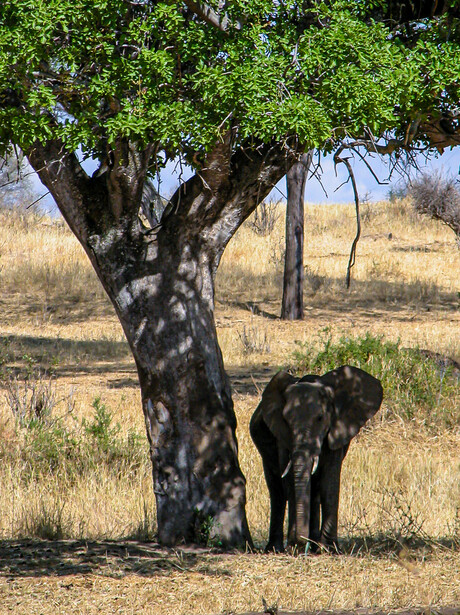 Young elephant standing in shade beneath a large acacia tree in an African savanna landscape.