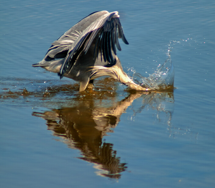 Great blue heron mid-dive striking at water with wings spread and neck extended.