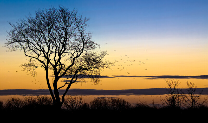Silhouetted bare tree against golden sunset sky over water with birds flying in distance.