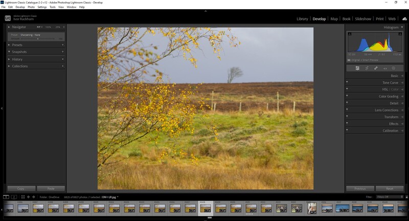 Rural landscape with golden flowering branches in foreground and open fields under overcast sky.