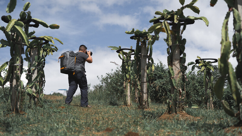 A photographer carries a large telephoto lens while walking through a tall corn field on a sunny day.