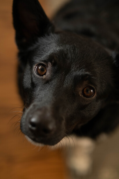 Fujifilm X-T4 and Sigma 56mm f/1.4