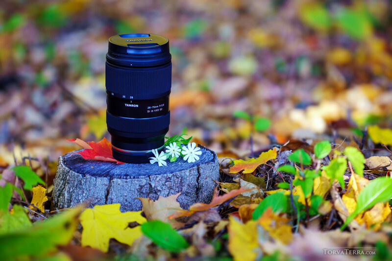 Blue camera lens mounted on a tree stump surrounded by autumn leaves and small white flowers.