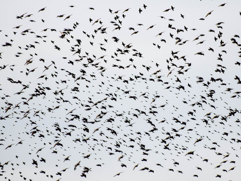 Large flock of birds in flight against an overcast gray sky.