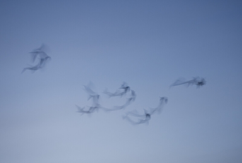 A formation of military fighter jets photographed against a clear blue sky.