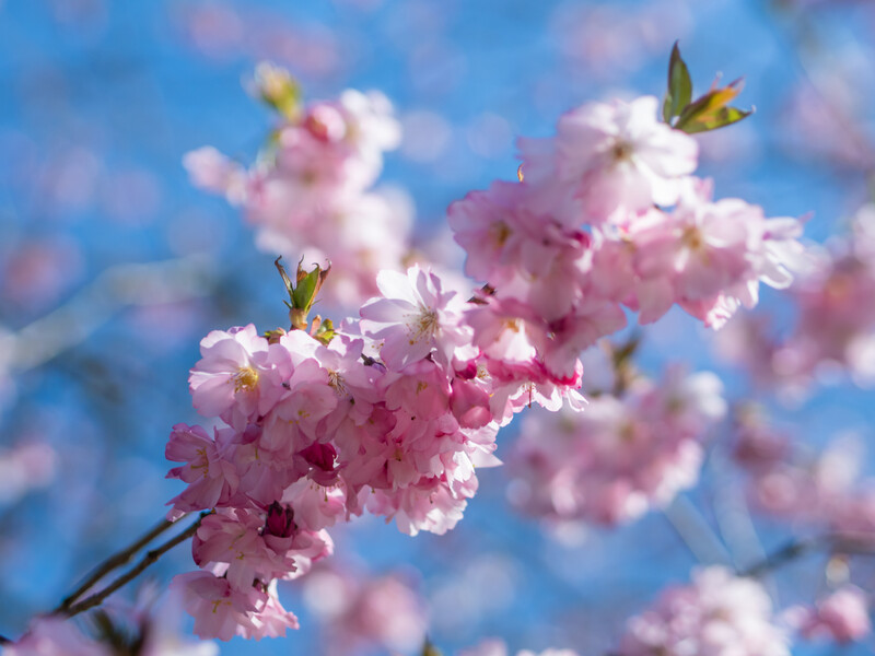 Pink cherry blossoms in sharp focus against a soft blue sky with blurred background blooms.