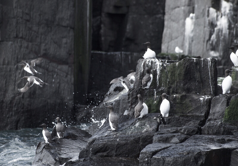 Seabirds perched on and flying around weathered rocky outcrops with moss growth and splashing water.