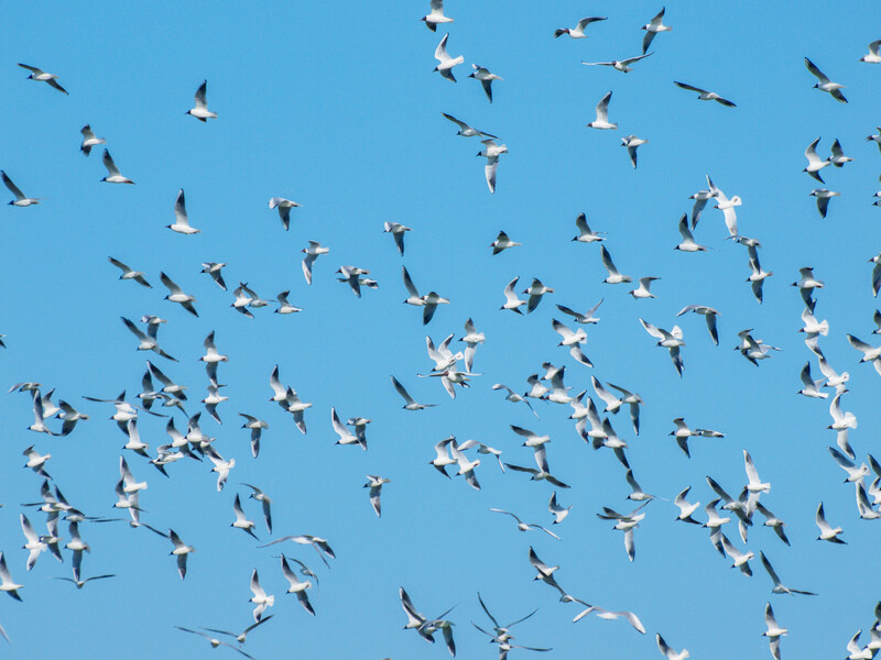 Large flock of birds in flight against a clear blue sky, wings spread in dynamic motion.