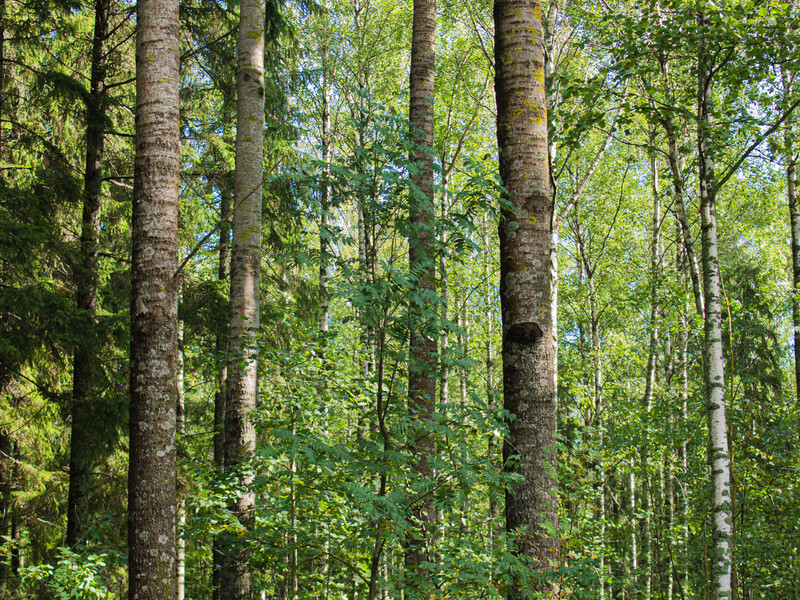 Tall coniferous trees with straight trunks in a dense forest under dappled sunlight.