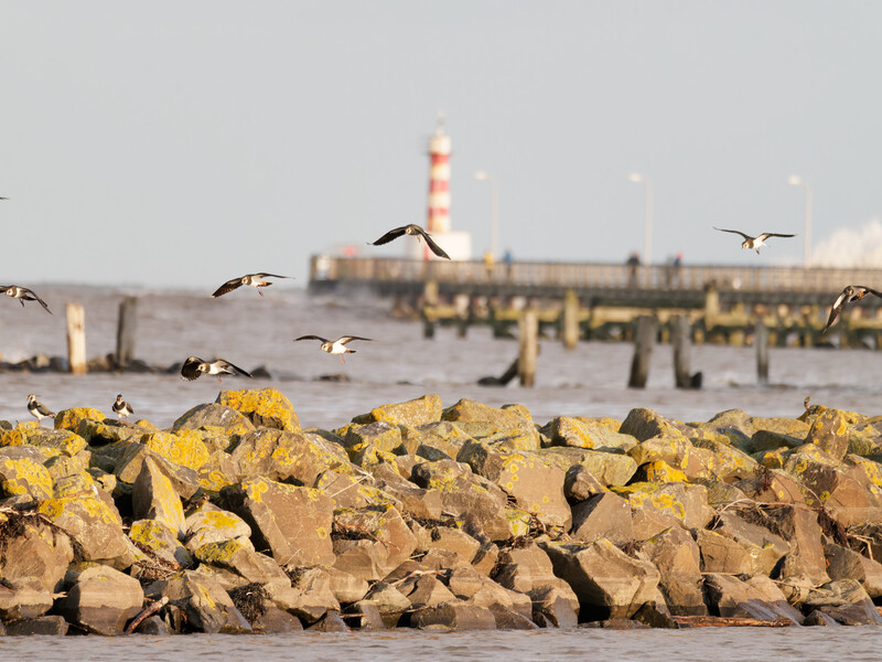 Flock of birds in flight over yellow concrete breakwater blocks with harbor structures blurred in background.