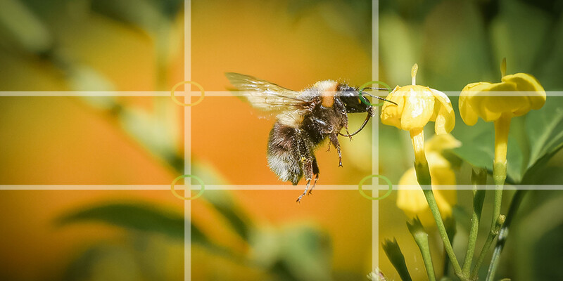 Bee in flight by yellow flower composed using Rule Of Thirds