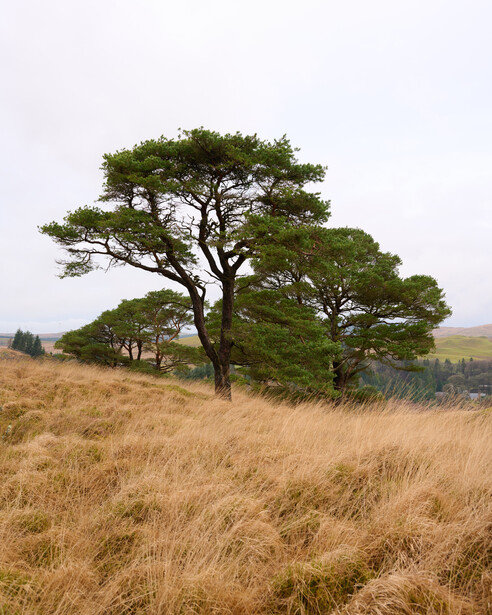 Acacia tree with spreading canopy in savanna grassland under overcast sky.