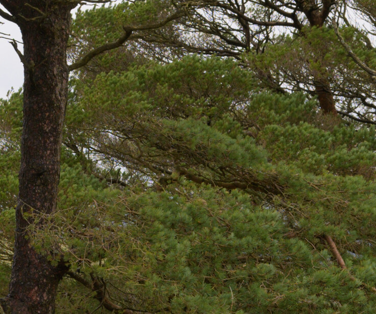 Gnarled pine tree with dark trunk and spreading branches laden with green needles in forest setting.
