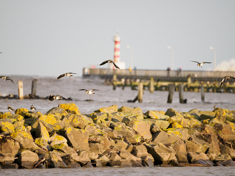 Birds in flight over yellow concrete breakwater with industrial waterfront in background.