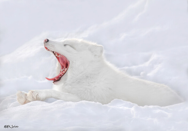 Arctic fox yawning with mouth wide open while resting in deep snow.