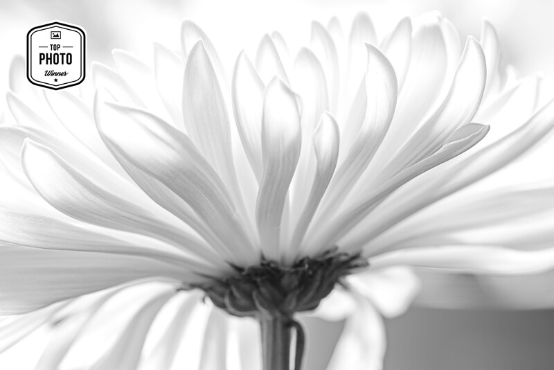 Black and white close-up of a daisy flower with petals radiating outward from dark center.