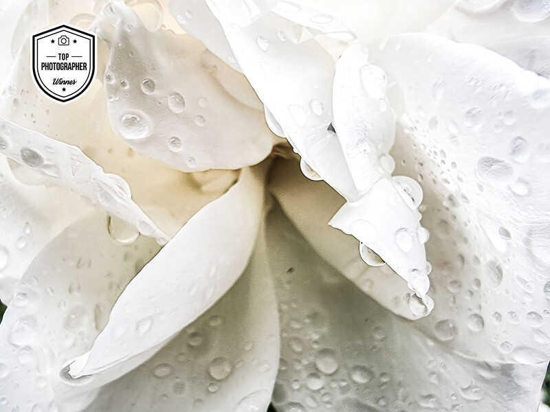 Close-up of white flower petals covered with water droplets and rain.