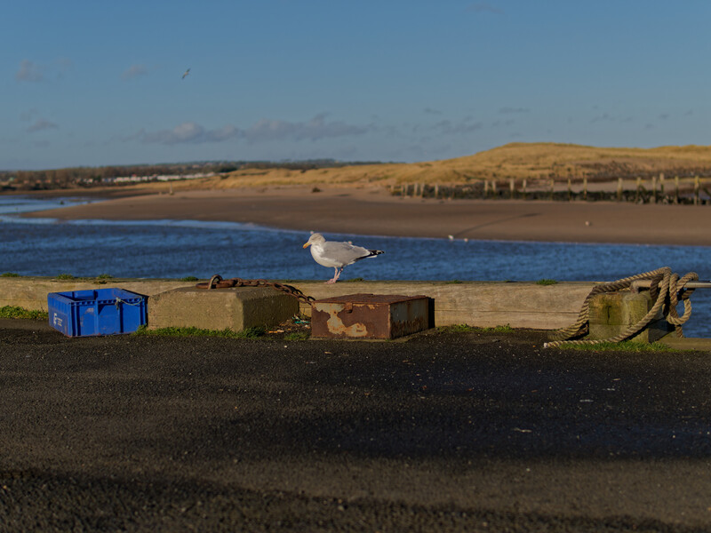 A seagull stands on sandy beach with weathered wooden crates and rope in the foreground, blue water and rolling hills behind.